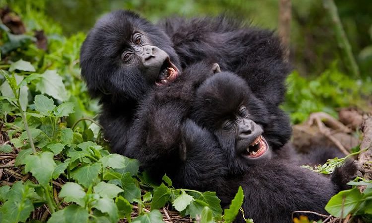 Uganda and Rwanda Safari Tours