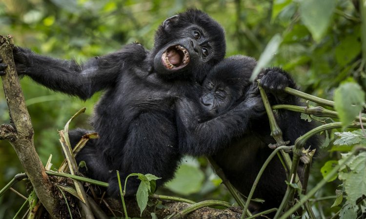 Uganda and Rwanda Safari Tours