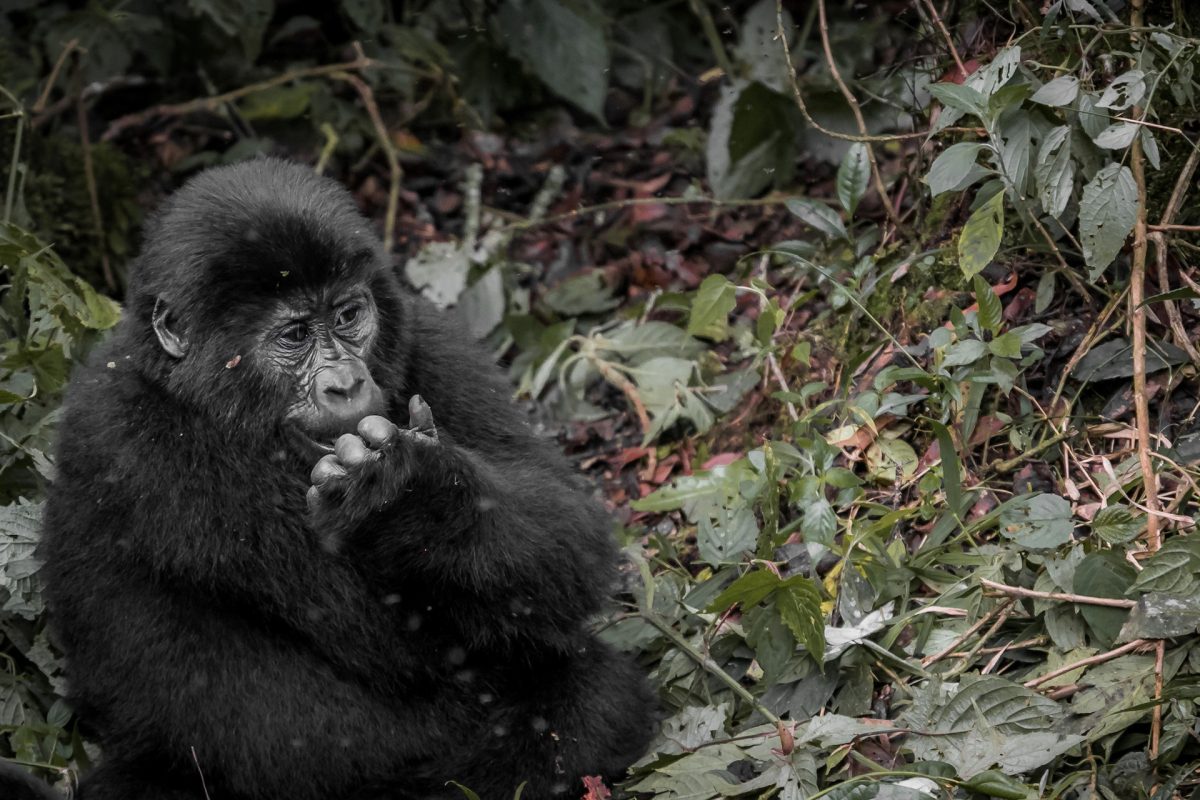 Uganda and Rwanda Safari Tours