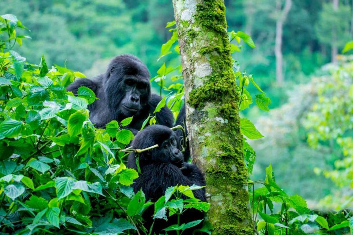 Uganda and Rwanda Safari Tours