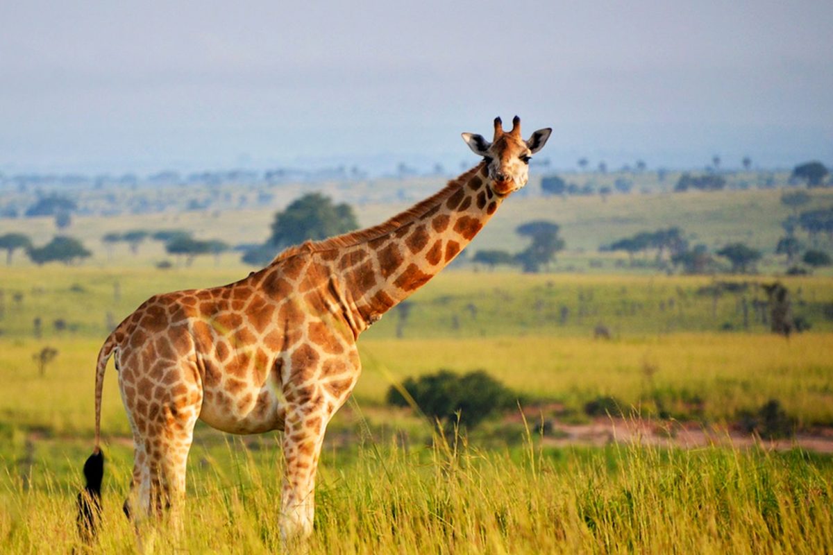 Uganda and Rwanda Safari Tours