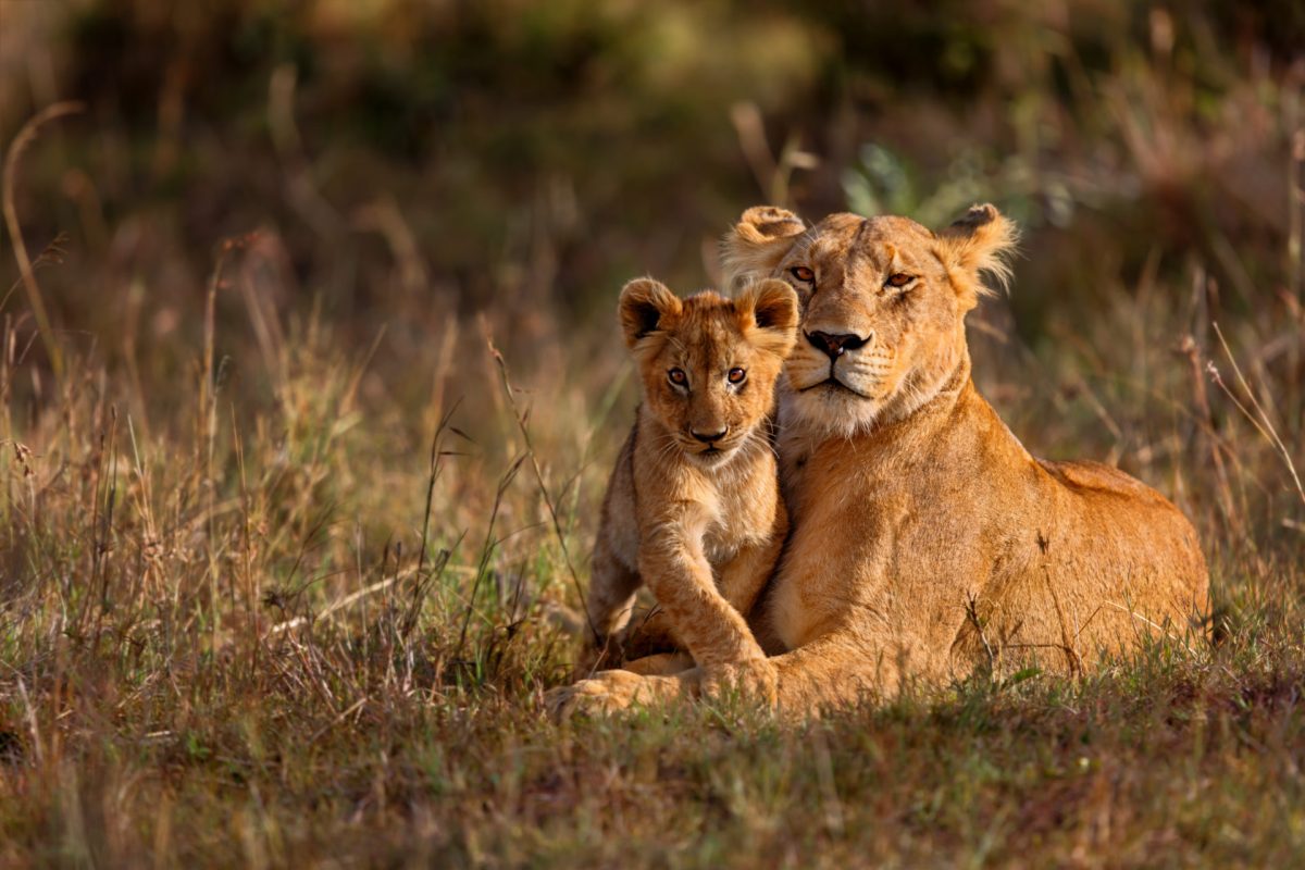 Uganda and Rwanda Safari Tours