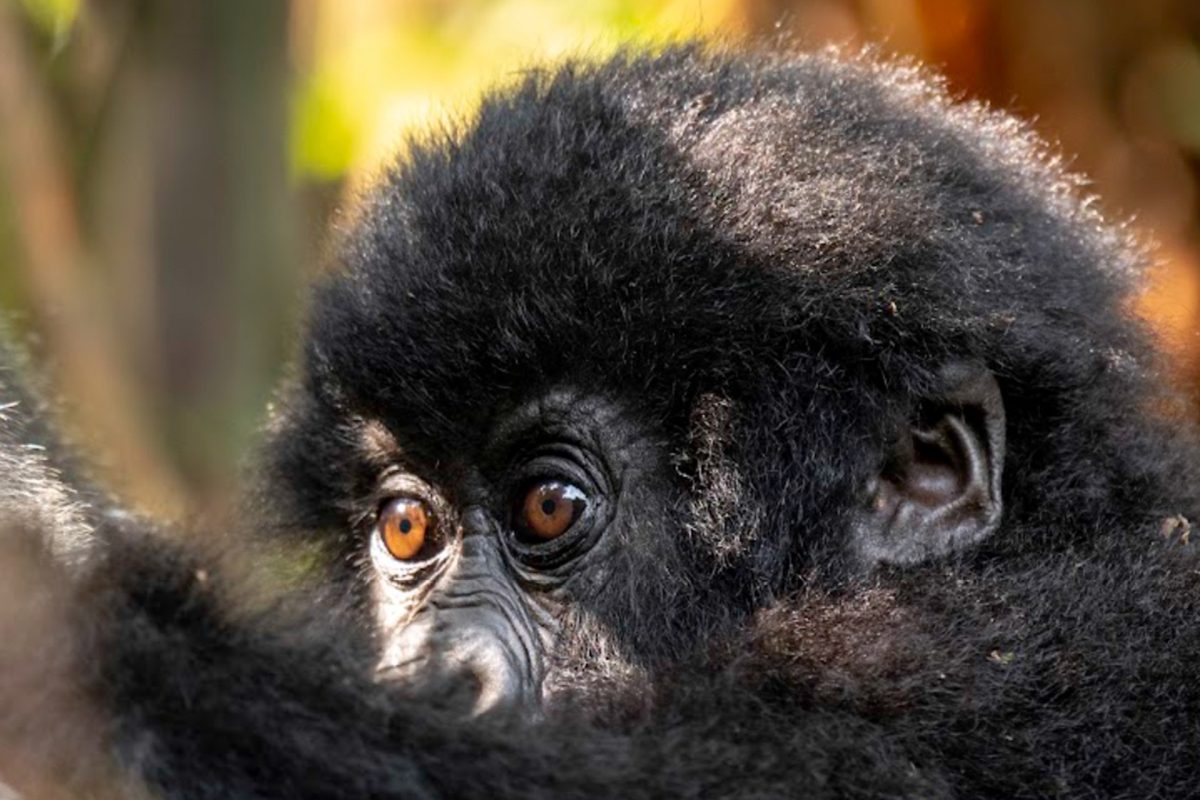 Uganda and Rwanda Safari Tours