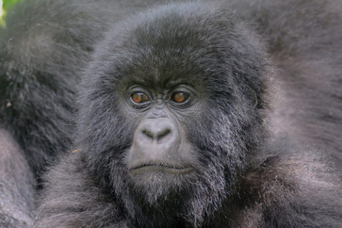 Uganda Rwanda Safari Tours